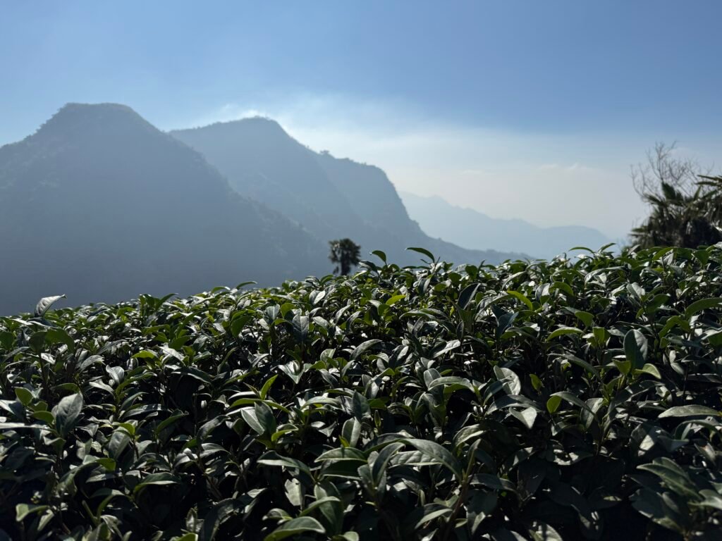 Collection Alishan